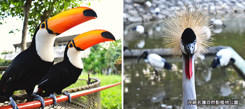 沖繩名護自然動植物公園